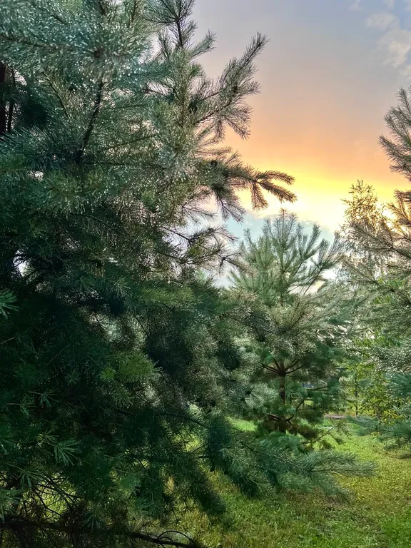 Атмосферный дом в соснах