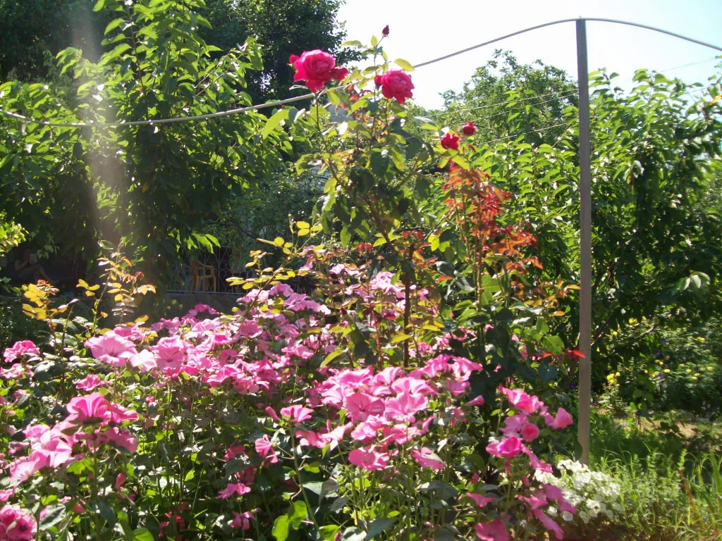 Двухместный номер в гостевом доме с уютным крымским двориком