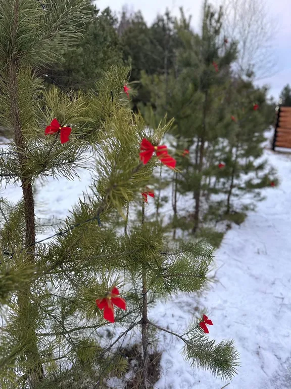 Домик в сосновом лесу с банным чаном