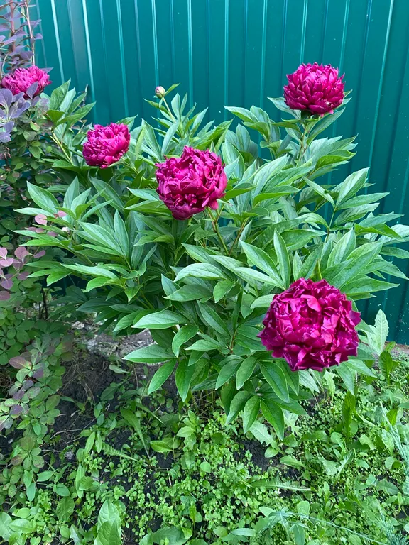 Загородная Усадьба Лесной Рай