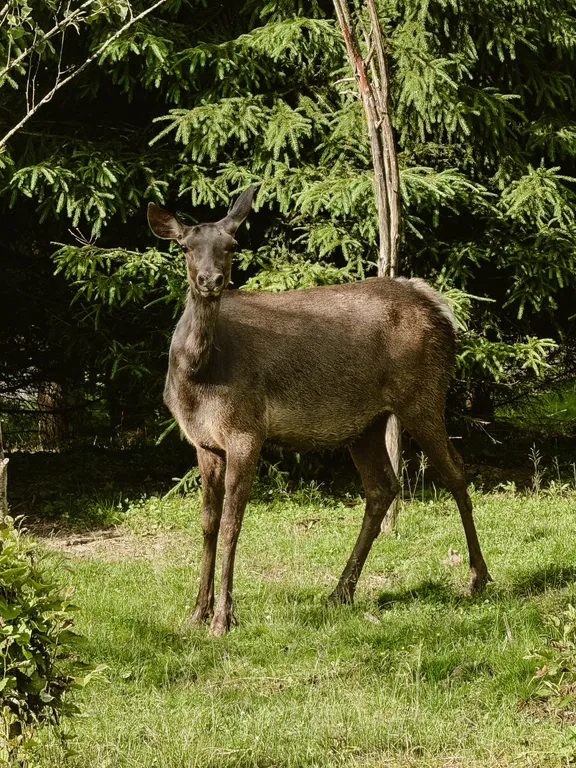 Загородный дом Парус с оленями