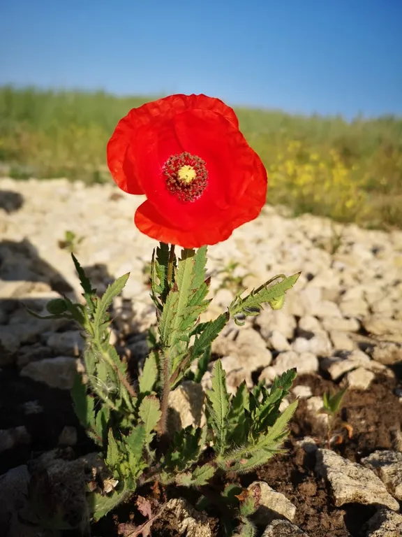 Домик с видом на море