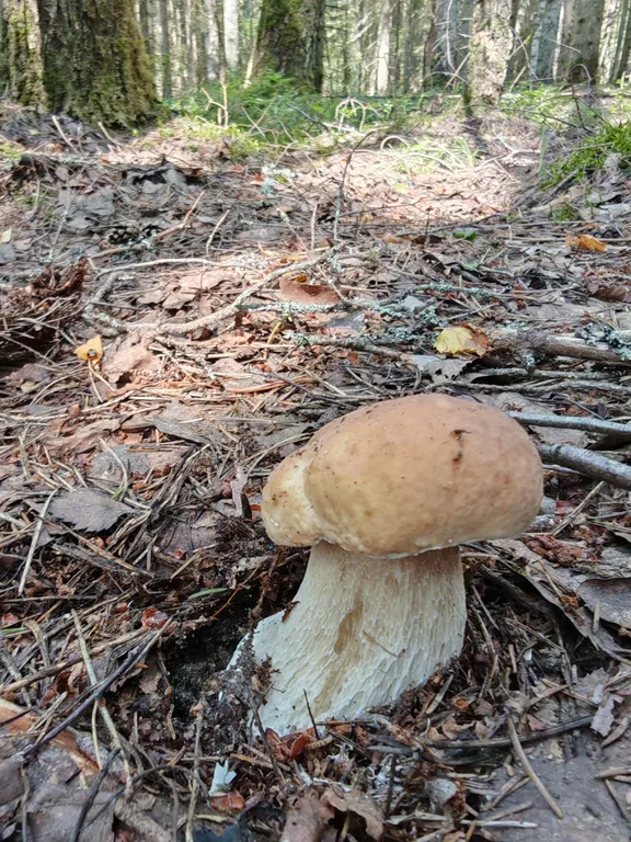 Коттедж Номер на Селигере у озера в сосновом бору — Турбаза Чайка
