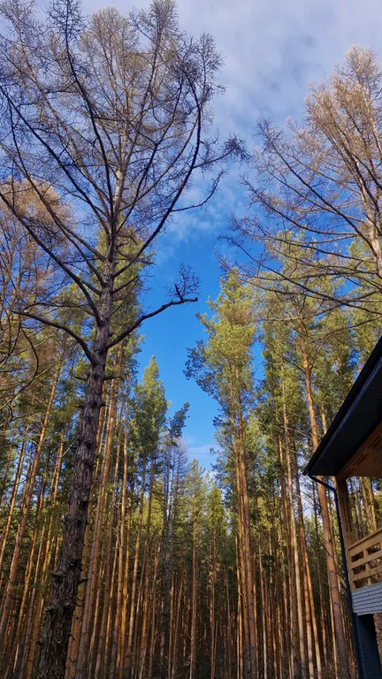 Перезагрузка в лесу