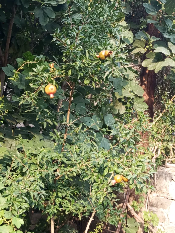 В центре Еревана с собственном двориком