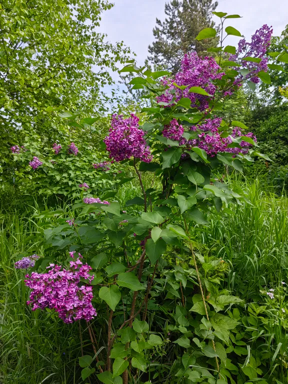 Дом в городе петрозаводске с красивым уединённым участком и баней