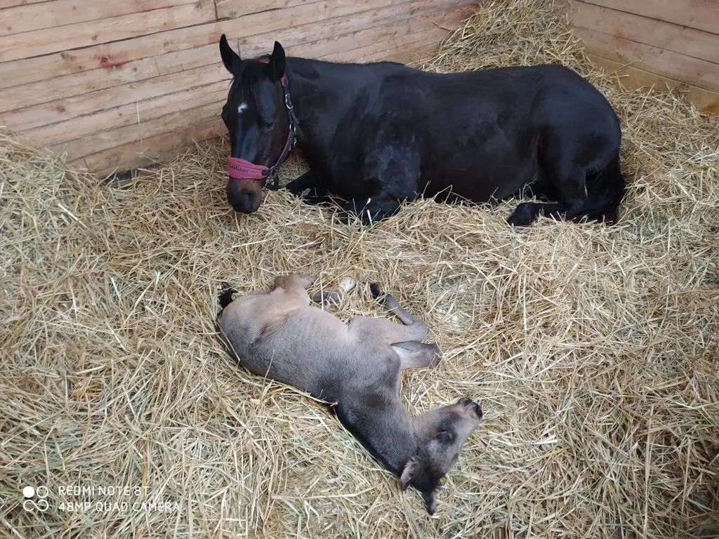 Комфортный дом в Клубе конного экоотдыха Наропаво