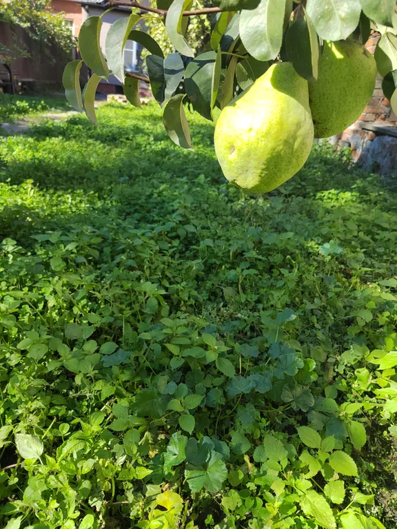 Уютный дом с садом в центре города