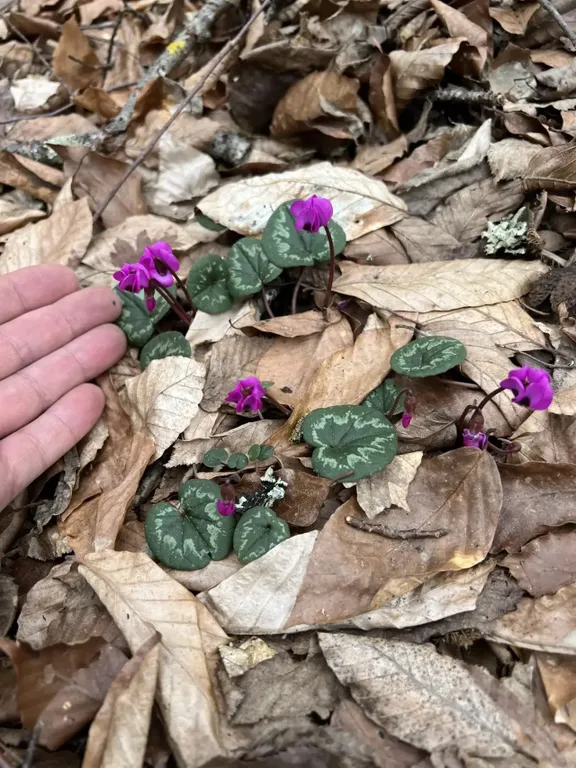Квартира Жилая комната в деревянном домике четырёхместная — Апшеронск