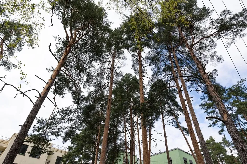 Апартаменты в центре в окружении сосен