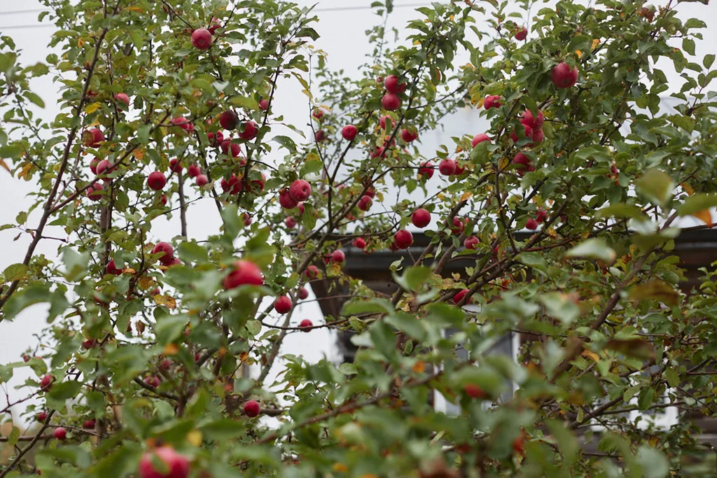 Уютный светлый дом в окружении природы