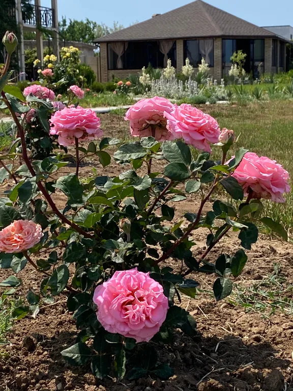 Квартира Квартира Классический четырехместный номер — Витино