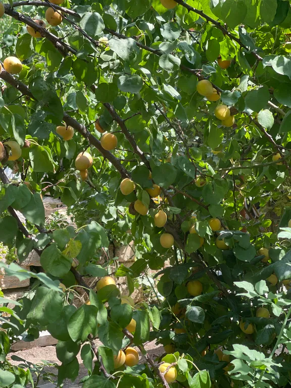 Частный дом.Участок 5 соток.Без соседей.В пешей доступности от моря