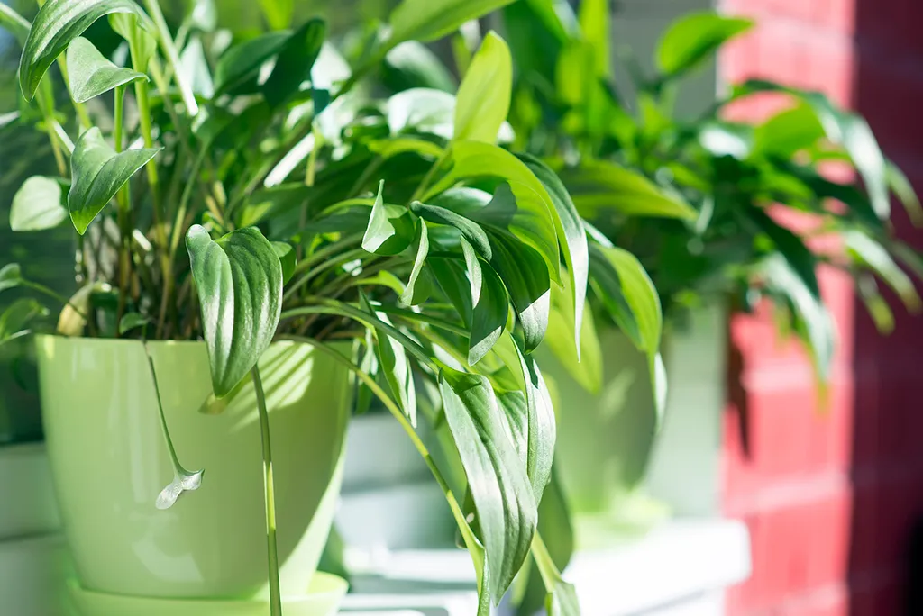 Сканди-студия в исторической части города