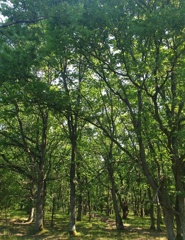 Коттедж Дом у леса — Горячий Ключ