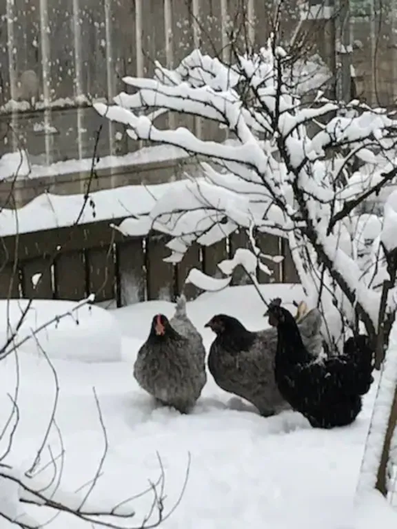 Коттедж Уютный домик для отдыха в деревне — Голицыно