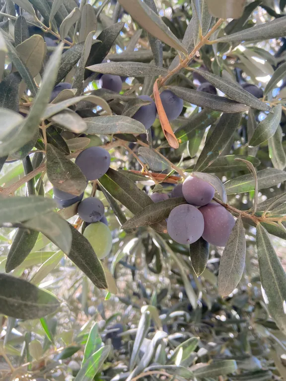 6-комнатный Дом