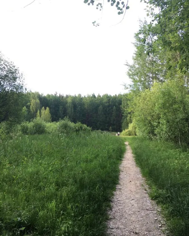 Квартира у леса