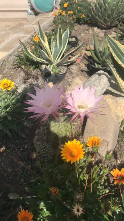 Коттедж Дом под черепицей — Солнечная Долина