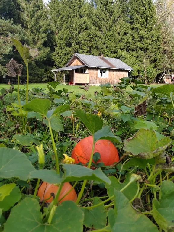 Домик у речки - мечта интроверта