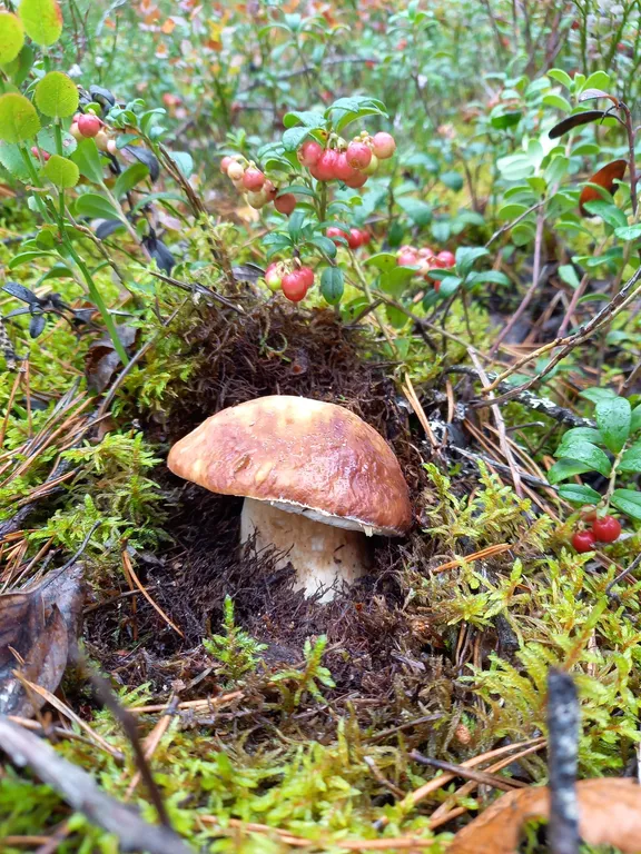 Гостевой дом Маяк