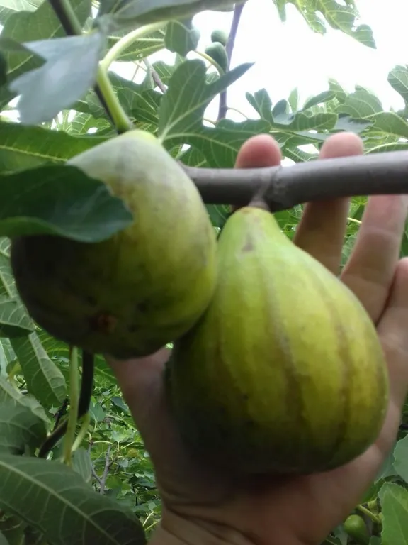 Этаж под ключ в зеленом дворе