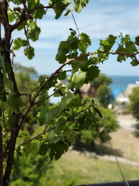 Квартира Солнечная квартира у моря — Севастополь