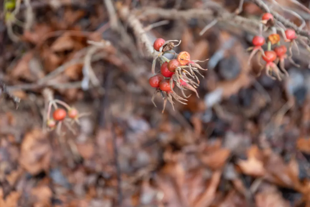 Дом 70 м² с сауной у Финского залива • Зеленогорск