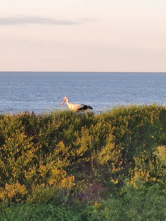 Домик с терассой на озере Ильмень