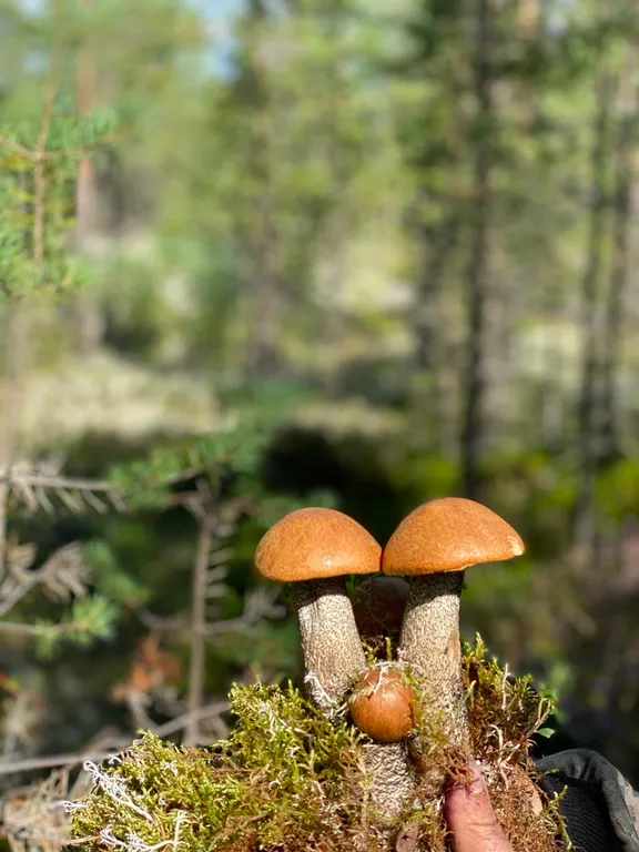 Дом прямо на берегу Беломоро-Балтийского канала "Дикая клюква"