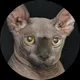 Максим