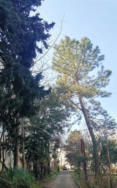 Студия в зелёном городке ввс