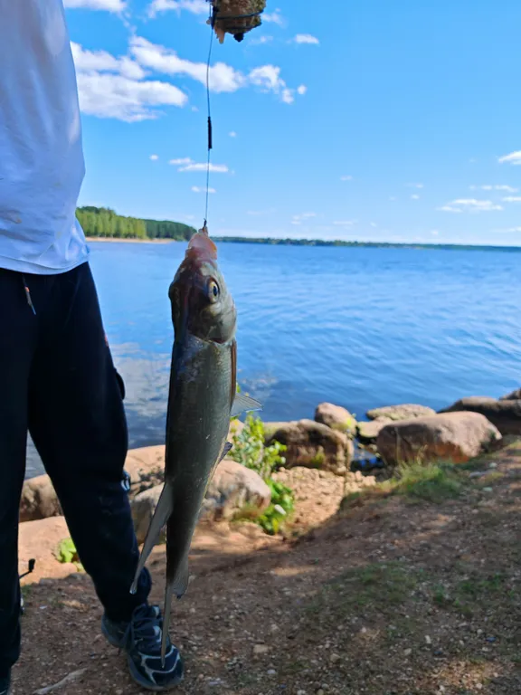 Коттедж Номер на Селигере у озера в сосновом бору — Турбаза Чайка