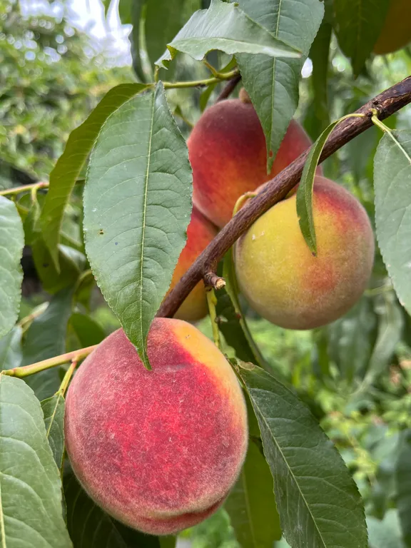 Этаж под ключ в зеленом дворе