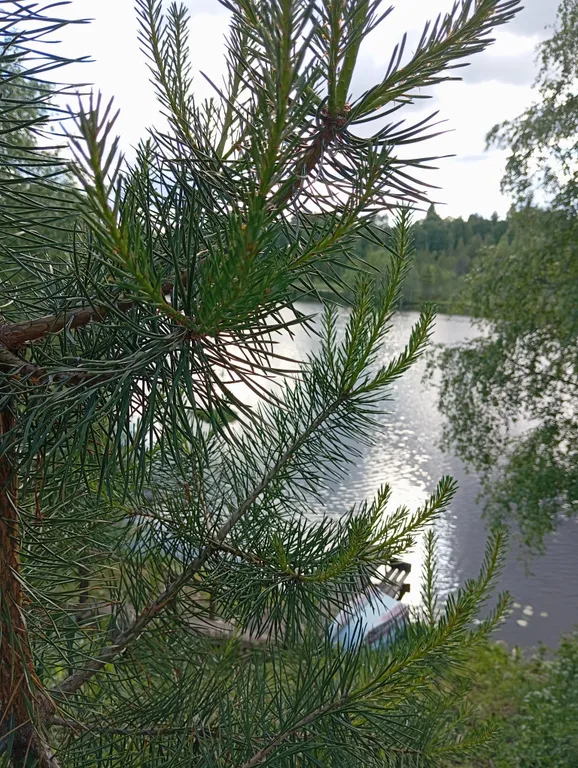 Деревянный дом, на берегу меличуярви, на краю леса в карельском селе