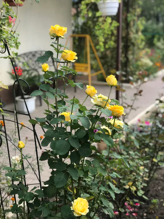 Коттедж Домик с цветущим садом — Кисловодск