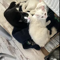 Елена Усатенко