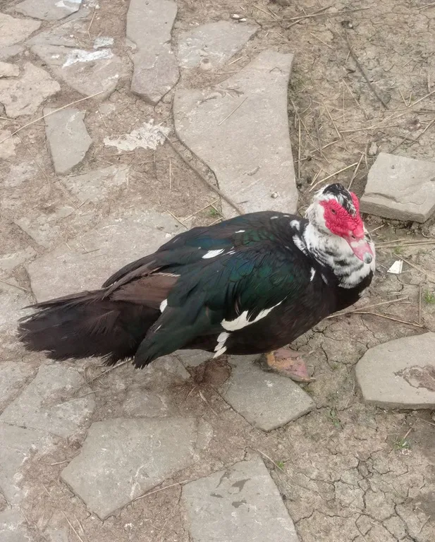 Коттедж Домик хоббита — Синковицы