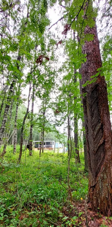 Мелодия леса