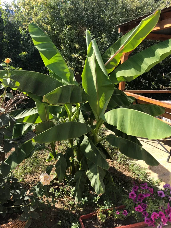 Коттедж - 2 на берегу моря