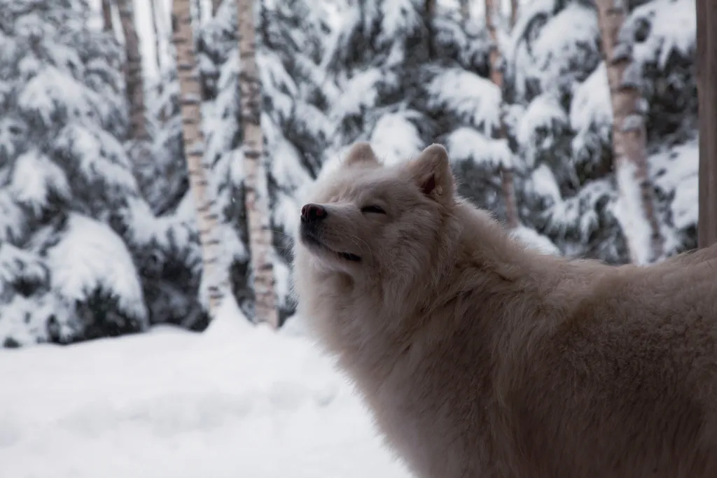 Авторский домик В ЛЕСУ - "Карельский"