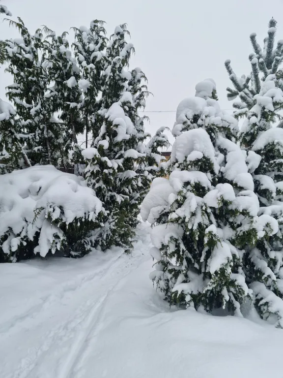 Эко дом в лесу