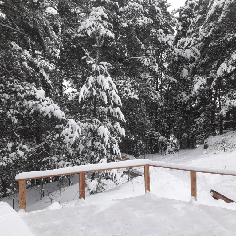 Уютный дом с баней и купелью в сосновом бору