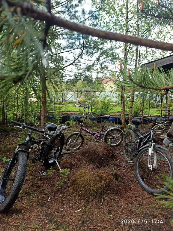 Бунгало в соснах