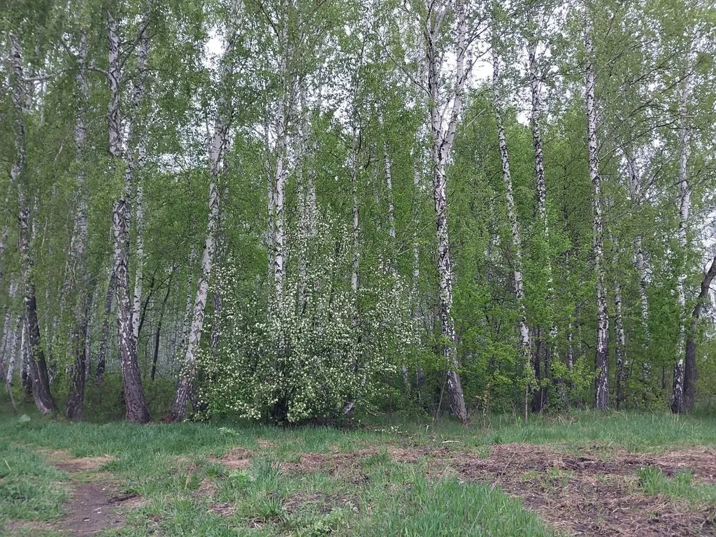 Черно-белая гармония в Парковом