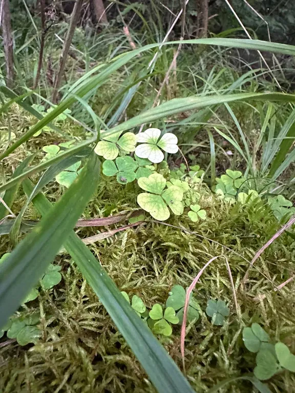 Апартаменты в частном доме в Щелковском районе МО