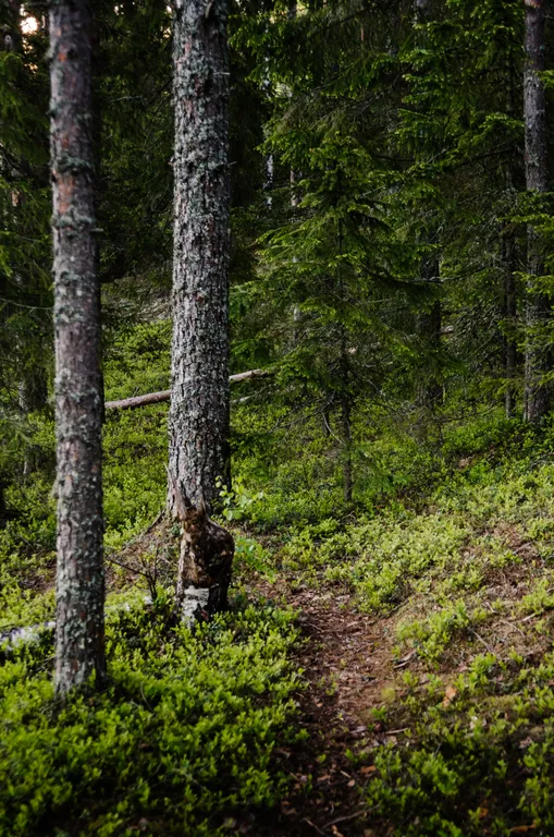 Уютный гостевой дом в Карельской деревне Вереск 4