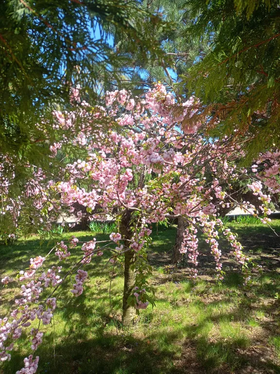 Апартаменты Полулюкс Бридж