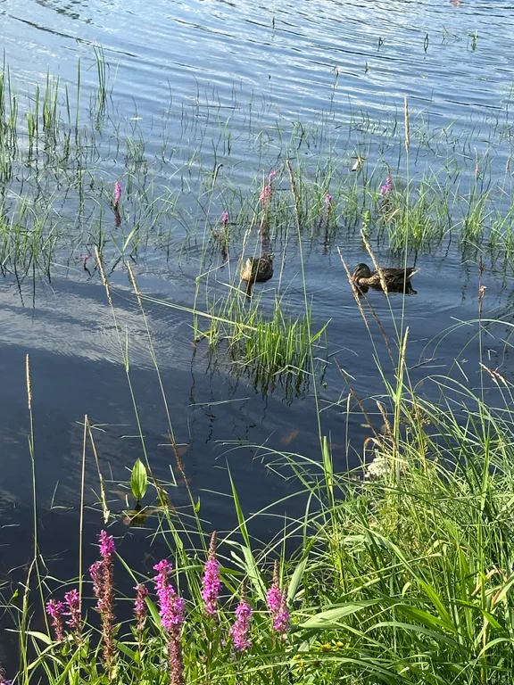 Коттедж Дом у реки с русской баней на дровах — Верховье