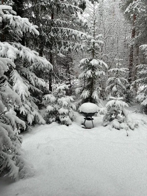 Панорамный дом в лесу